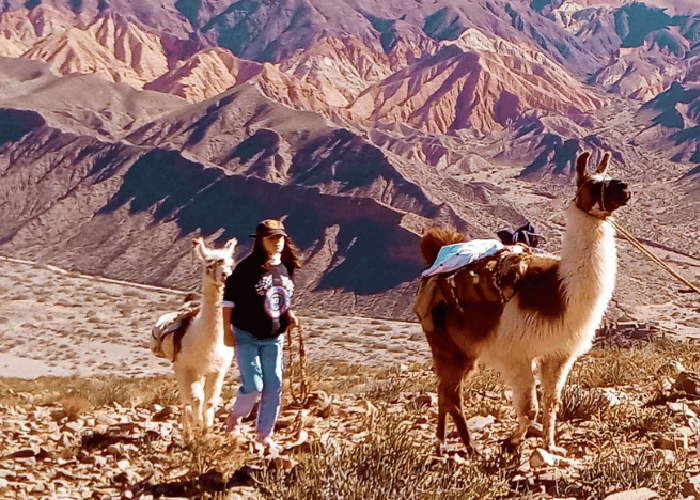 Caravana de Llamas Qu hacer en Tilcara Jujuy Argentina